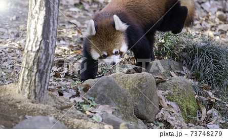 草むらを歩くレッサーパンダ 73748279