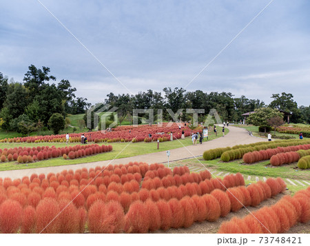 馬見丘陵公園のコキア 馬見丘陵公園のコキア 73748421