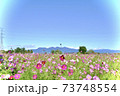 赤城山を望む、広大なコスモス畑 赤城山を望む、広大なコスモス畑 73748554