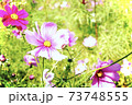 秋に咲き誇るコスモス 秋に咲き誇るコスモス 73748555