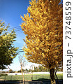 秋の公園を黄色く彩る、イチョウの紅葉 秋の公園を黄色く彩る、イチョウの紅葉 73748559