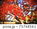 真っ赤に染まる、公園の紅葉 真っ赤に染まる、公園の紅葉 73748561