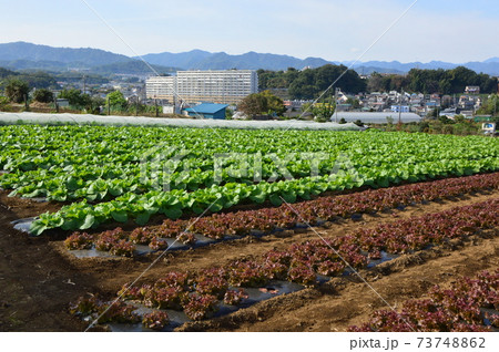 八王子の里山　小比企町　秋 73748862