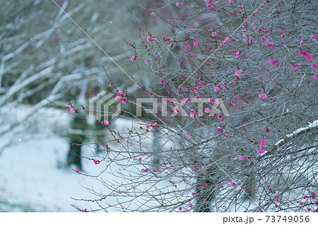 ポカポカ陽気で梅の花が咲き始めたと思えば大寒波襲来 モノトーンの世界にピンク色が可愛い ポカポカ陽気で梅の花が咲き始めたと思えば大寒波襲来 モノトーンの世界にピンク色が可愛い 73749056