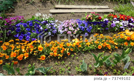 花壇 庭 手塩にかけた キレイに咲いた 春が来た 春の庭 趣味 ガーデニング の写真素材