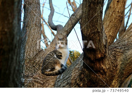 木の上で警戒している猫　風景　冬 73749540