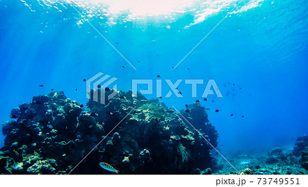 沖縄 渡嘉敷島の水中写真 沖縄 渡嘉敷島の水中写真 73749551