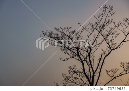 朝焼けとシルエット　木 73749683