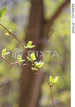 細いつるの枝先に若葉の芽吹き 細いつるの枝先に若葉の芽吹き 73749698