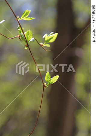 細いつるの枝先に若葉の芽吹き 73749699