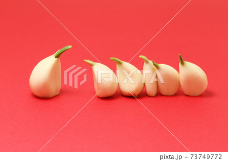 バラバラにほぐしたニンニク、ニンニクを擬人化 、親子で出発前の点呼  、 №1　　 73749772