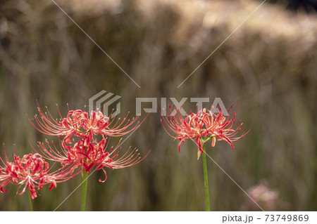 東京都 初秋の府中市郷土の森公園 はざ掛けした稲と彼岸花の写真素材