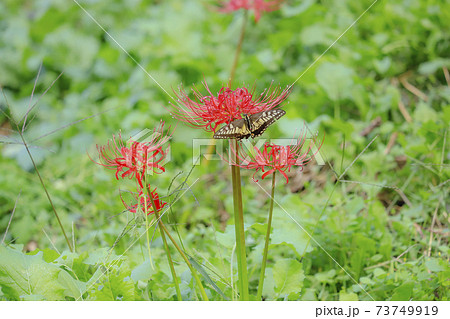 彼岸花とアゲハチョウ 彼岸花とアゲハチョウ 73749919