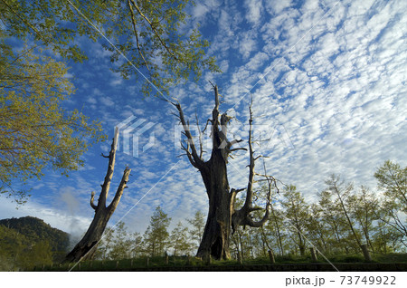 木 ツリー 樹 73749922