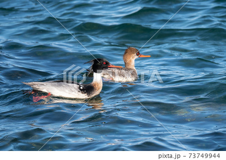 綺麗なウミアイサ番い 73749944