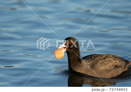 餌をくわえたオオバン 73749955