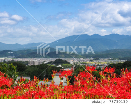 奈良県御所市 九品寺のヒガンバナ 73750159