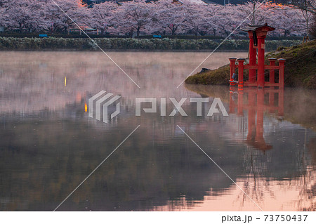 広島県 庄原上野公園の桜の写真素材