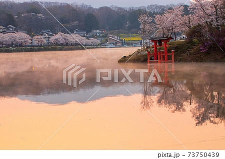 広島県 庄原上野公園の桜の写真素材