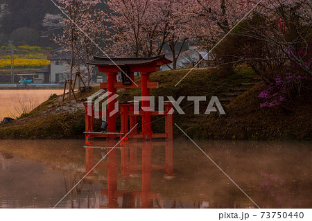 広島県　庄原上野公園の桜 73750440