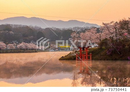 広島県　庄原上野公園の桜 73750441