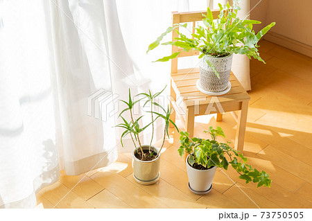 窓辺に置かれたインテリアグリーンの観葉植物の鉢植え 73750505