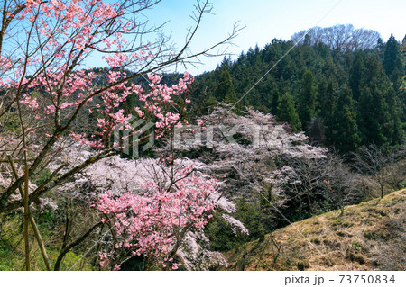 東京都　多摩森林科学園の桜 73750834