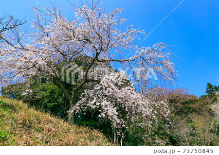 東京都 多摩森林科学園の桜 東京都 多摩森林科学園の桜 73750845