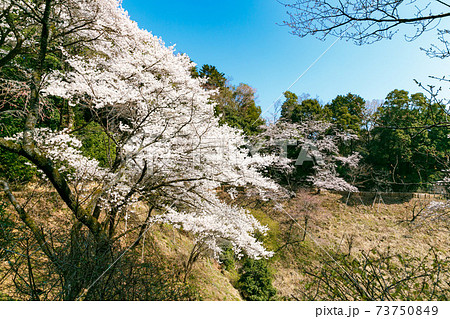東京都　多摩森林科学園の桜 73750849