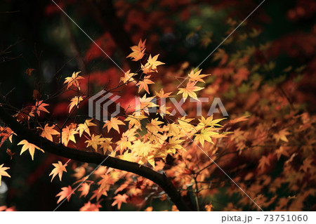 広島県三原市 三景園 紅葉 秋の写真素材
