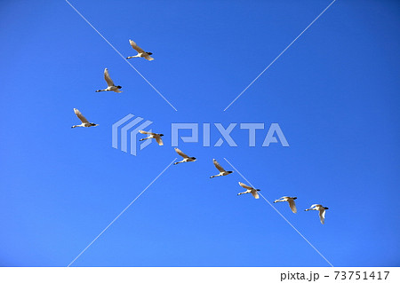 白鳥の隊列 73751417