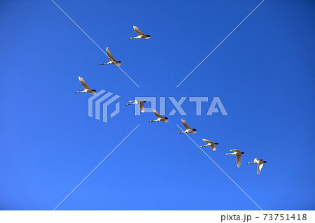 白鳥の隊列 73751418