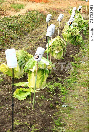 白菜の栽培風景と虫よけ用の空き缶の写真素材