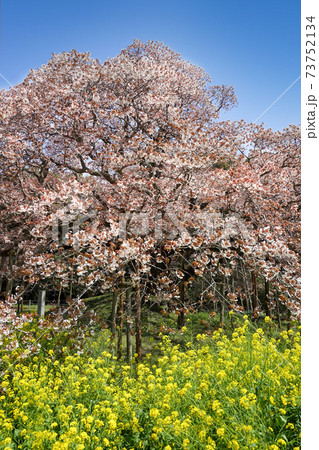 満開の大桜 満開の大桜 73752134