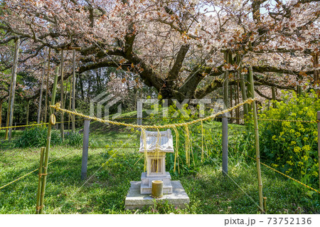 満開の大桜 73752136