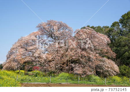 満開の大桜 満開の大桜 73752145