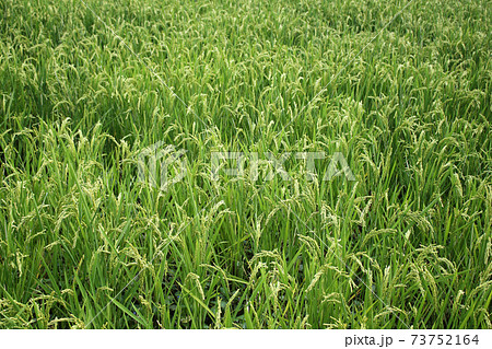 田んぼ 田んぼ 73752164