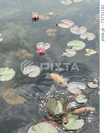 池の鯉。美しい蓮の花 池の鯉。美しい蓮の花 73752182