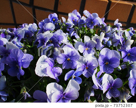 パンジー 73752307