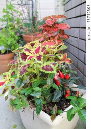 コリウスの寄せ植え 73752308
