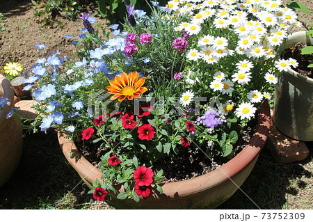 春の花寄せ植え 春の花寄せ植え 73752309