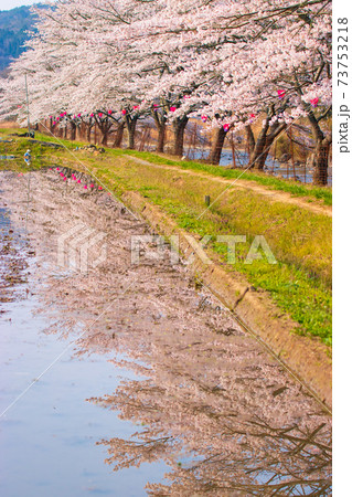 広島県 桜名所美波羅川の千本桜 広島県 桜名所美波羅川の千本桜 73753218