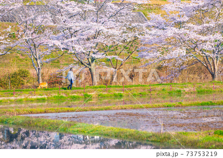 広島県　桜名所美波羅川の千本桜 73753219