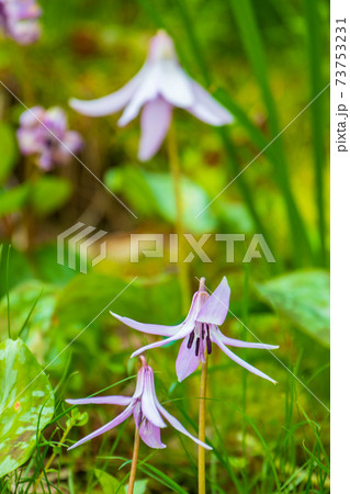 森の妖精　カタクリの花 73753231