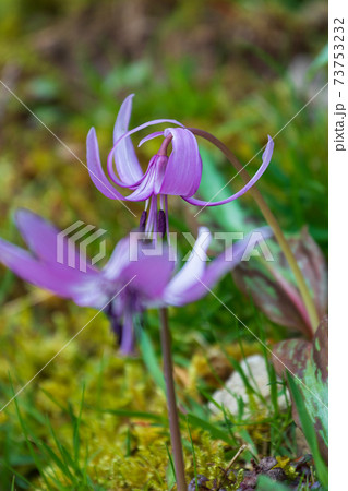 森の妖精　カタクリの花 73753232