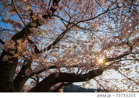 広島県　桜名所美波羅川の千本桜 73753253