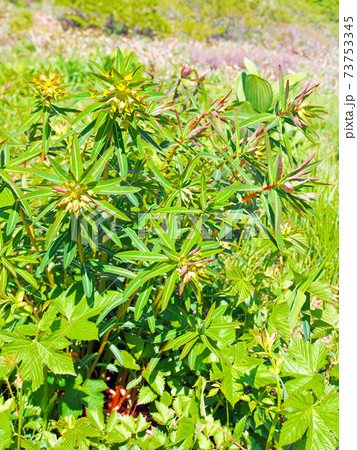 ハクサンタイゲキ 日本固有種の高山植物 の写真素材