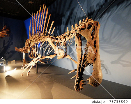 博物館の恐竜の骨格標本 73753349