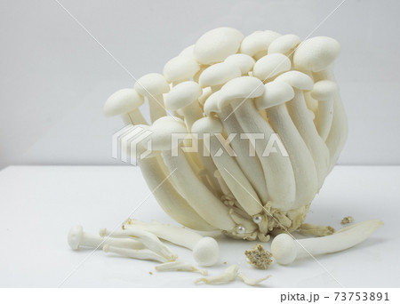 Shimeji mushroom or White beech mushroom isolated on white background. Shimeji mushroom or White beech mushroom isolated on white background. 73753891