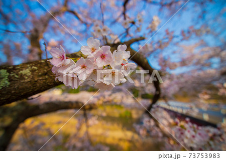 広島県 桜名所美波羅川の千本桜 広島県 桜名所美波羅川の千本桜 73753983